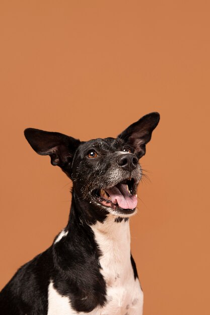 Purebred dog being adorable in a studio