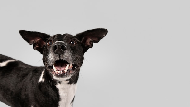 Foto gratuita cane di razza che è carino in uno studio