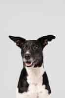 Free photo purebred dog being cute in a studio