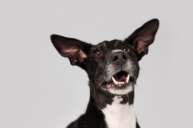 Foto gratuita cane di razza che è carino in uno studio