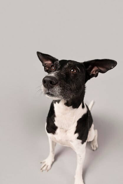 Purebred dog being cute in a studio