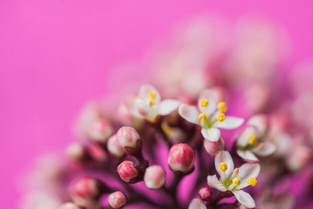 Purple background with decorative flower