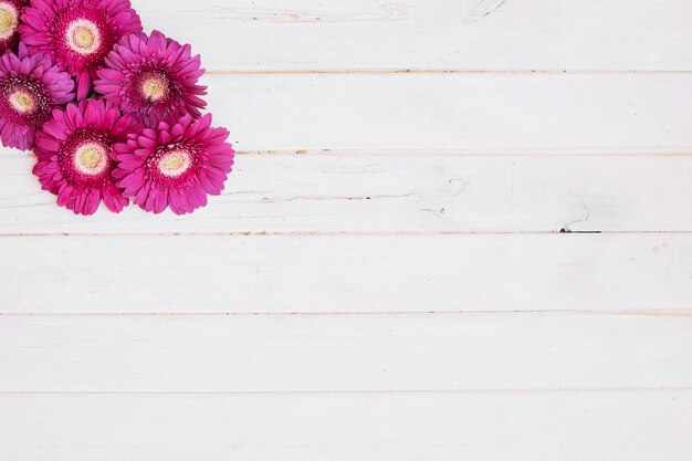 Purple blooming flowers