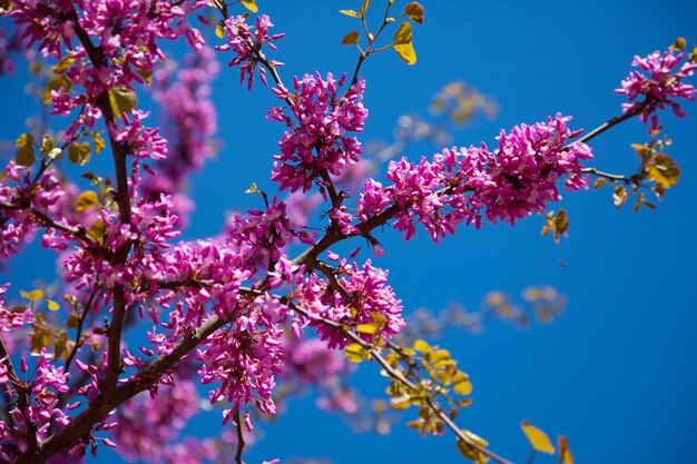 보라색 꽃이 만발한 Cercis siliquastrum