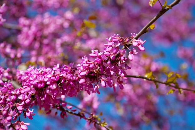 purple blossoming Cercis siliquastrum