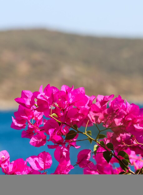 Purple bougainvillea flowers on the background of the sea and the island summer vacation and coastal...