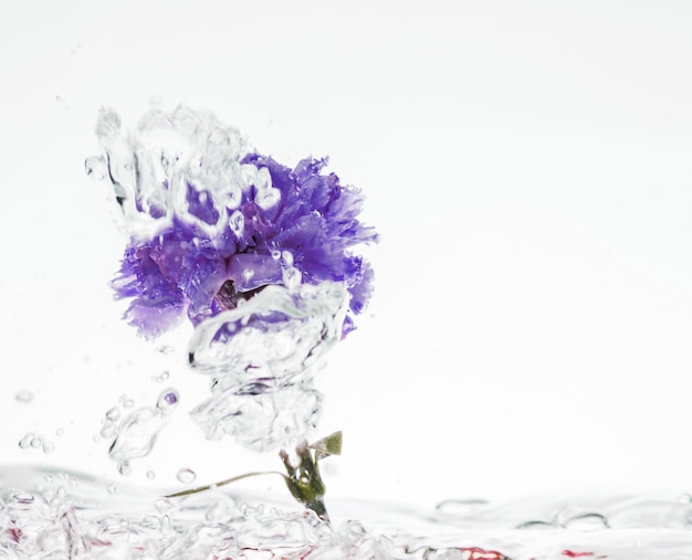 Purple carnation falling into water