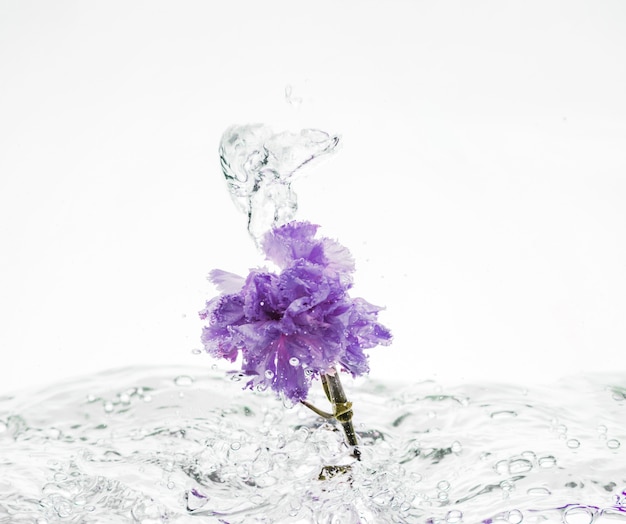 Purple carnation falling into water