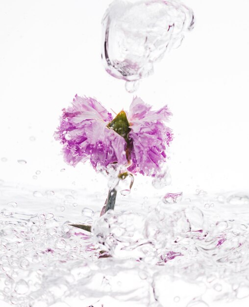 Purple carnation falling into water