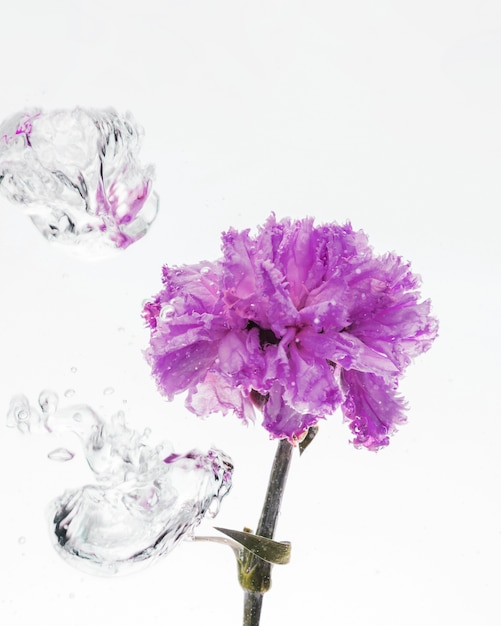 Free photo purple carnation falling into water