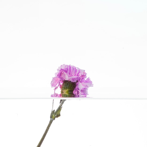 Purple carnation falling into water