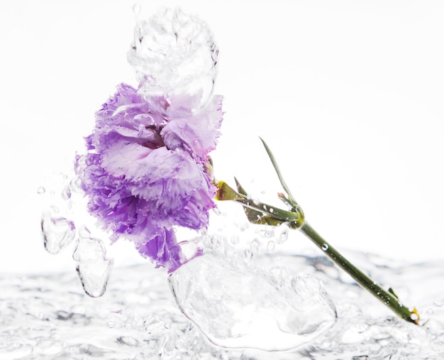 Garofano viola che cade nell'acqua