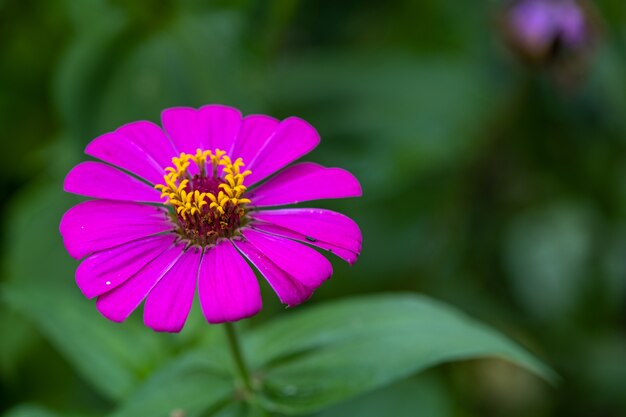 Common Zinnia Images Free Vectors Stock Photos Psd