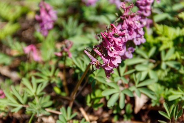 春の森の紫色のキケマンの花