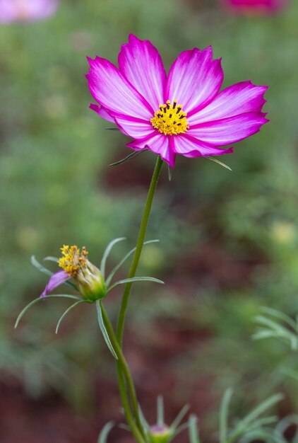 Purple cosmos flowers