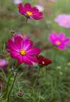 Foto gratuita fiori viola del cosmo