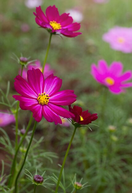 Purple cosmos flowers