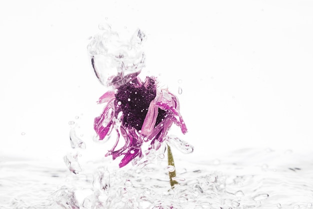 Free photo purple daisy falling into water