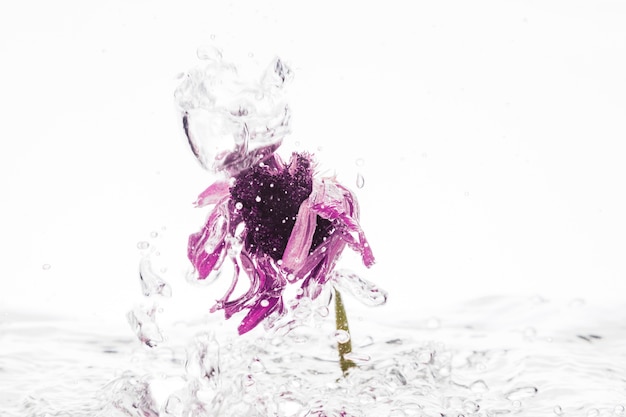 Фиолетовая ромашка падает в воду