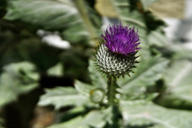 草の中に生えているアメリカオニアザミと呼ばれる紫色の花