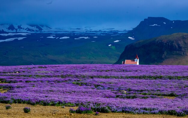Фиолетовый цветок поле с домом на расстоянии возле скалы и горы