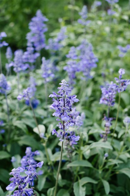 purple flower in garden