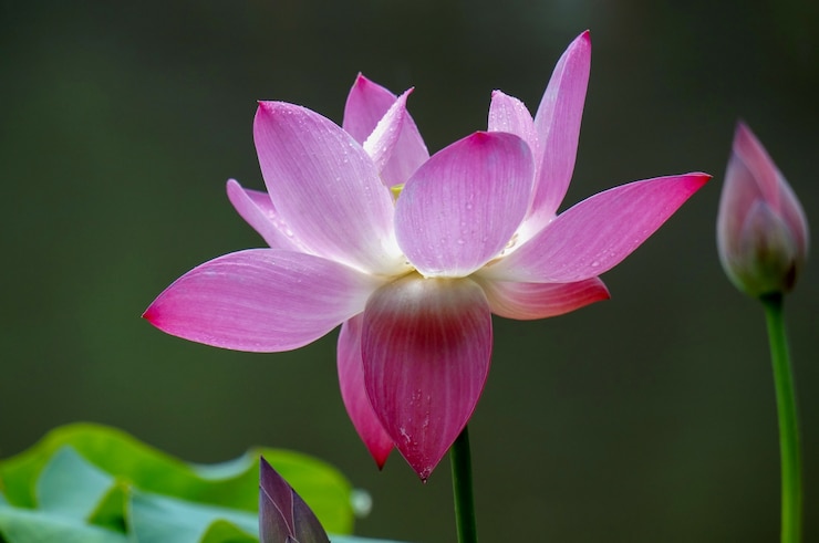 無料Photo 緑の背景にある紫の花