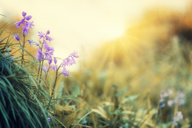 昼間の緑の草の上の紫色の花