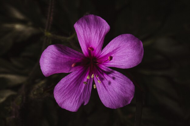Purple flower in macro shot