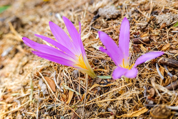 Фиолетовый цветок, который рождается в конце лета луковицы в высоких горах испании