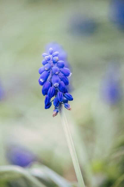 Purple flower in tilt shift lens