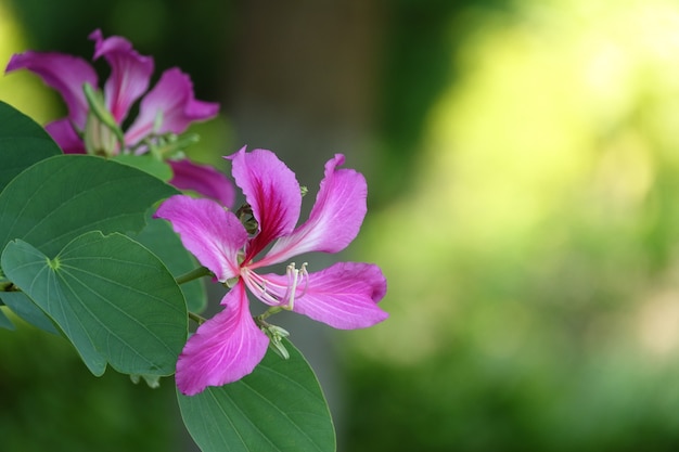 ピントの合っていない背景に紫の花