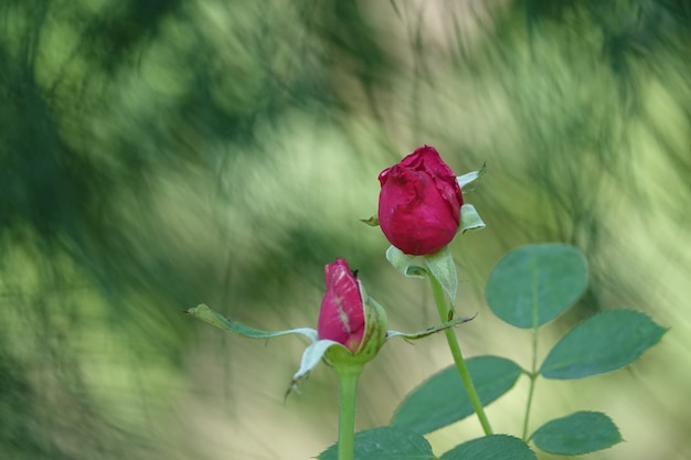 無料写真 ぼやけた背景に紫の花