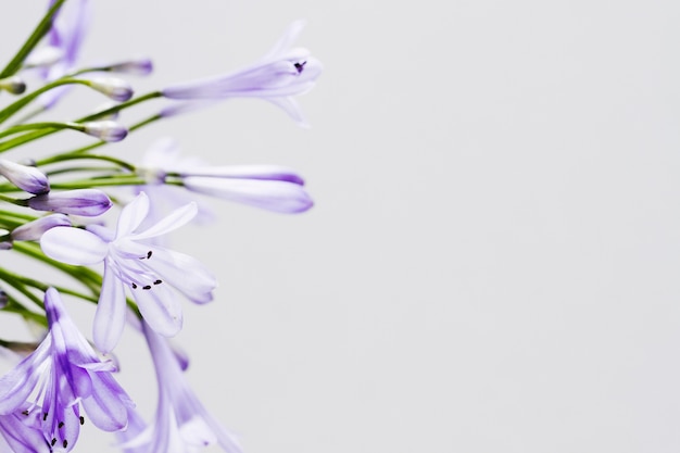 Foto gratuita fiore viola con spazio di copia