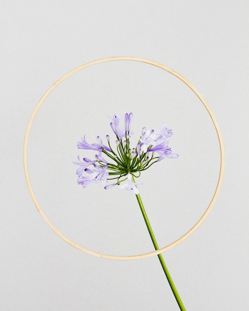 Purple flower with golden frame