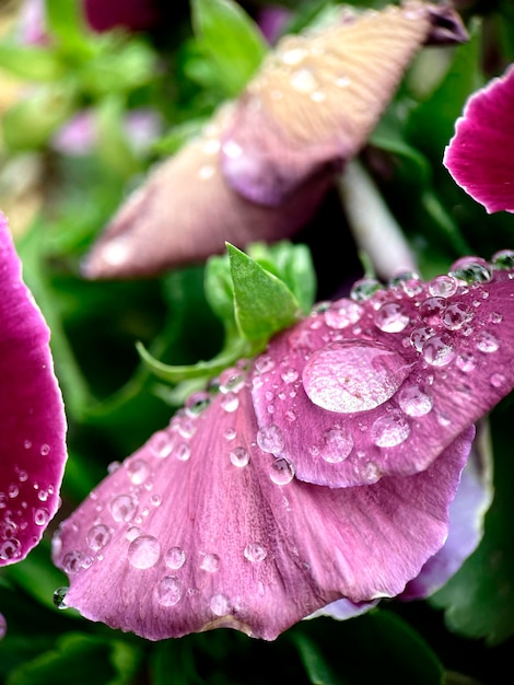 雨のしずくがついた紫色の花