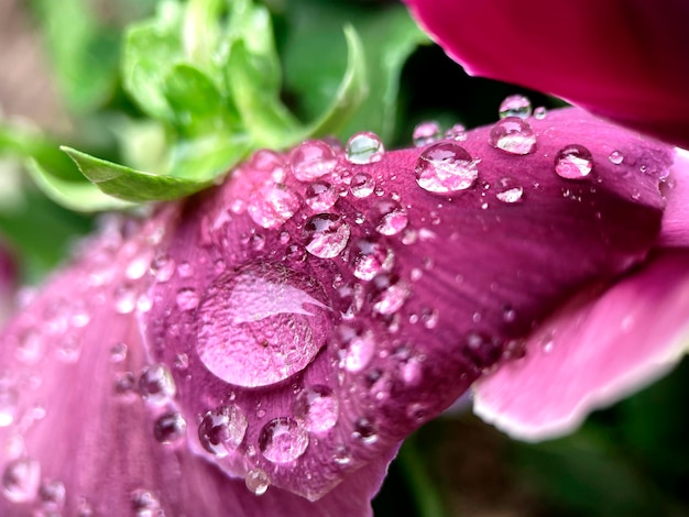 水滴が付いた紫色の花