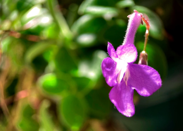 A purple flower with a white center and a white center