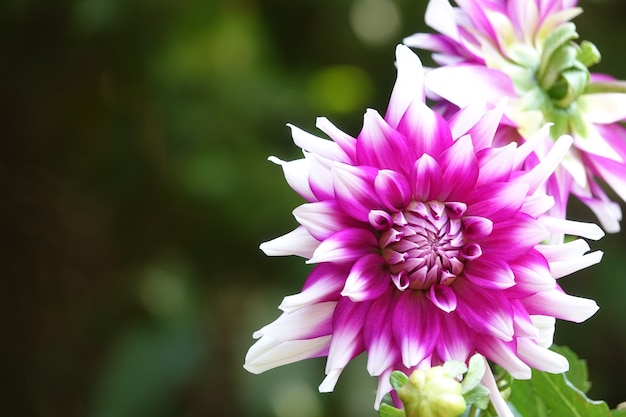 Purple flower with white tips