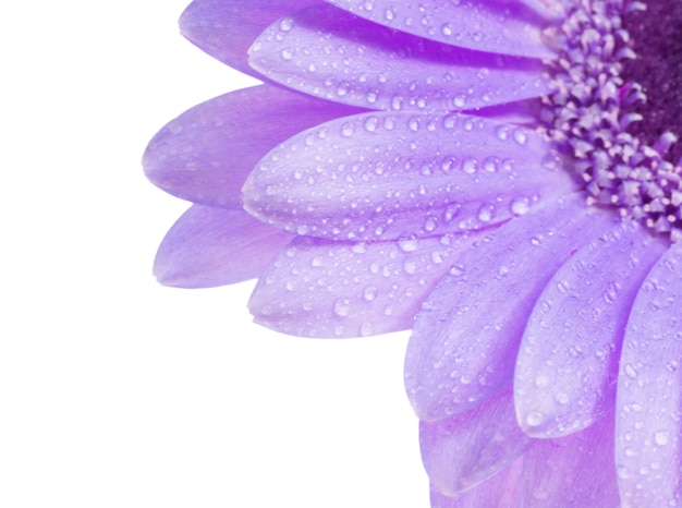 Free photo purple flower