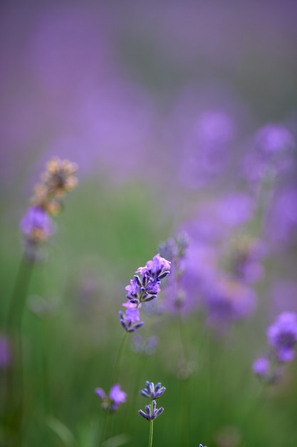 咲くラベンダー畑の紫色の花