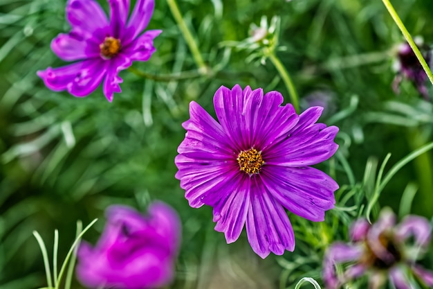 Purple flowers next to each other surrounded by green grass