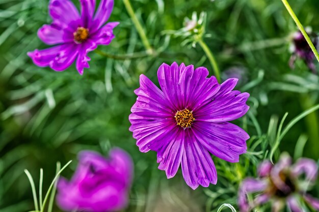 Purple flowers next to each other surrounded by green grass