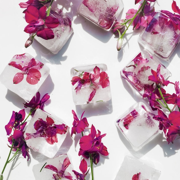 Purple flowers in ice cubes on white background