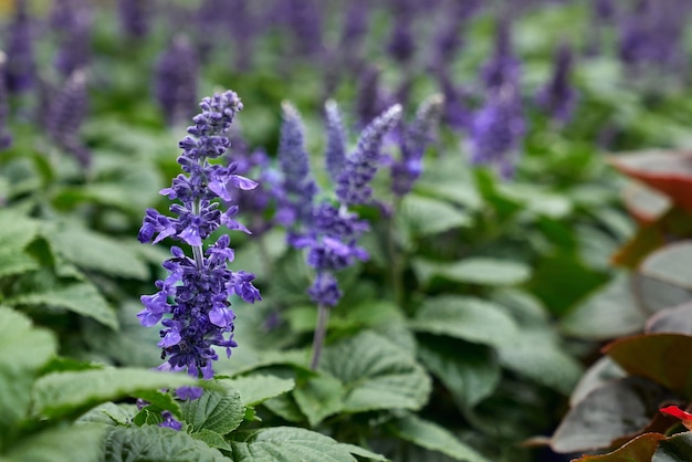 Purple flowers in large modern greenhouse