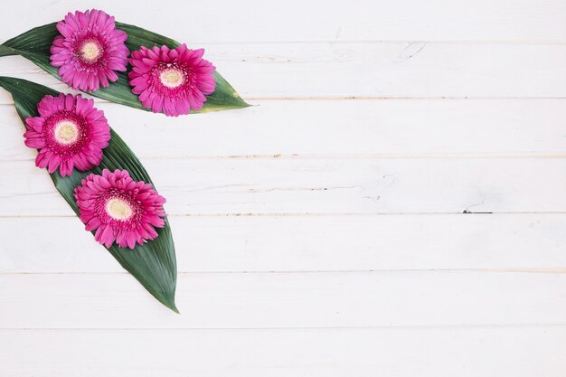 Purple flowers on leaves