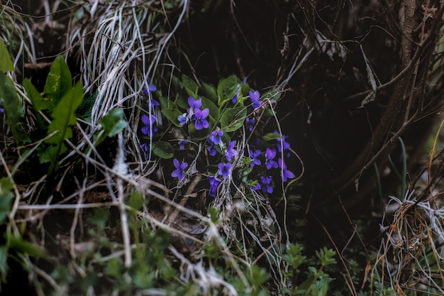 Foto gratuita fiori viola vicino foglie