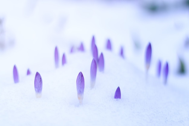 Фиолетовые цветы и снег