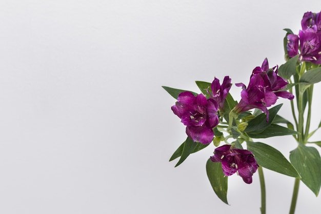 Free photo purple flowers on white background