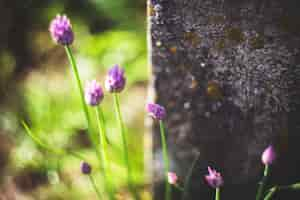 Foto gratuita fiori viola con sfondo sfocato